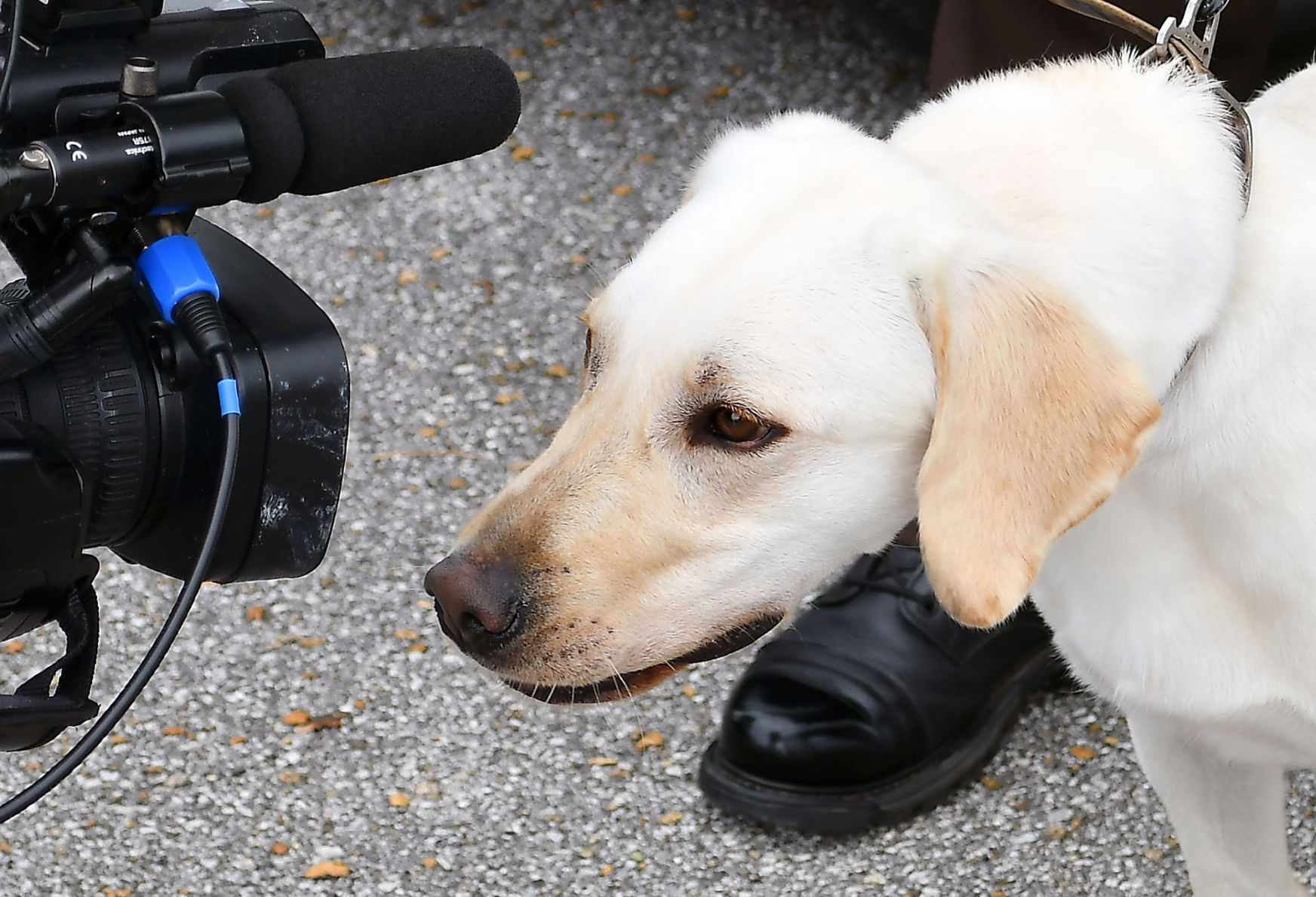 Lab camera